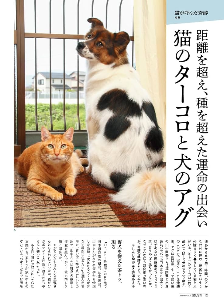 猫びより 2024年 夏号【特別付録：猫のいる家に帰りたい ちゅ